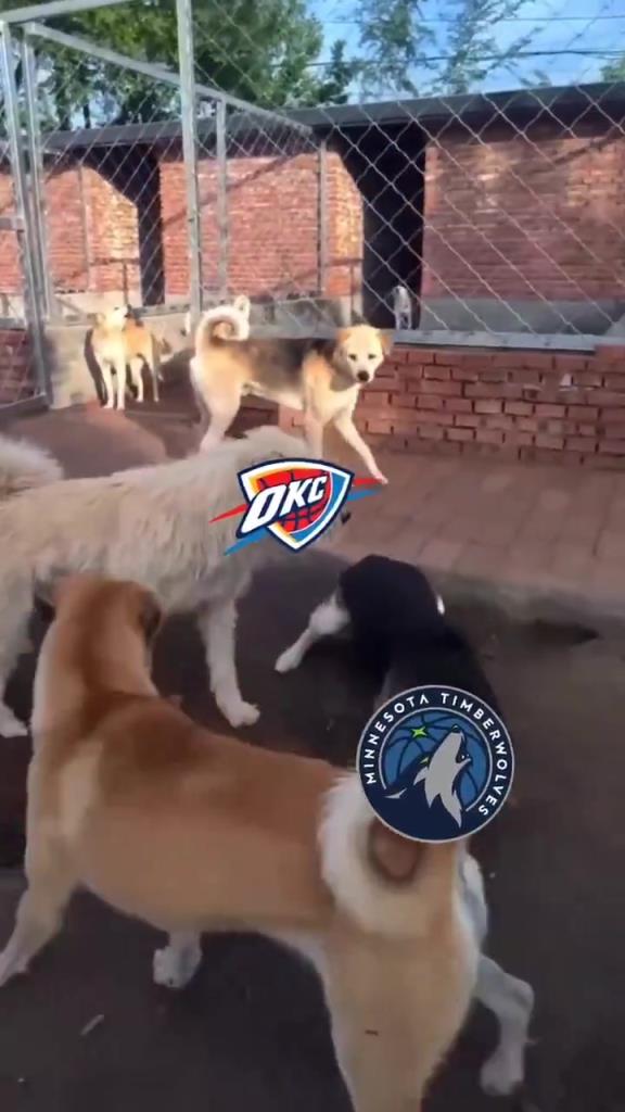 太有活了！美媒惡搞：狗王雷霆嚇退掘金灰熊，把森林狼按地上